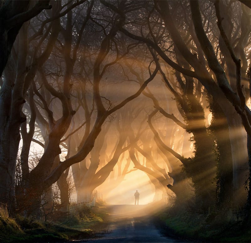 Stromová alej ve tmě v Severním Irsku