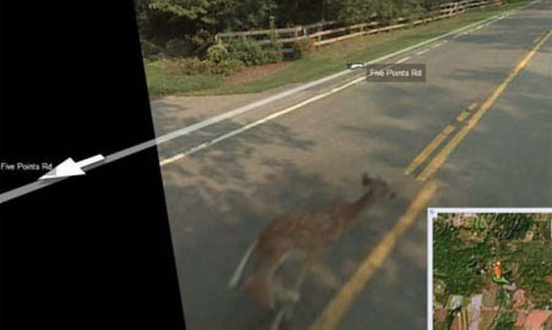 Koloušek našel pod koly Google Car bohužel  smrt