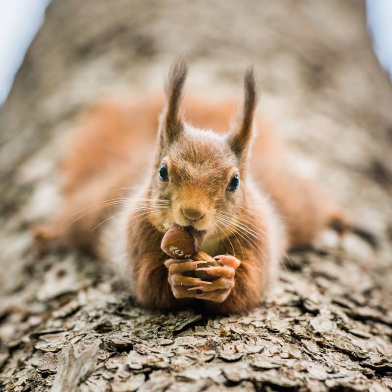 V lyonském parku se fotografovi podařilo zachytit veverku, která vypadala, že se protahuje a cvičí. A pak mu ještě navíc zapózovala, jako profesionální modelka.