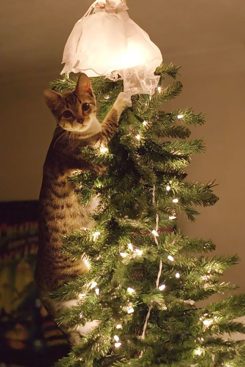 Zvířata ničí vánoční stromeček 9