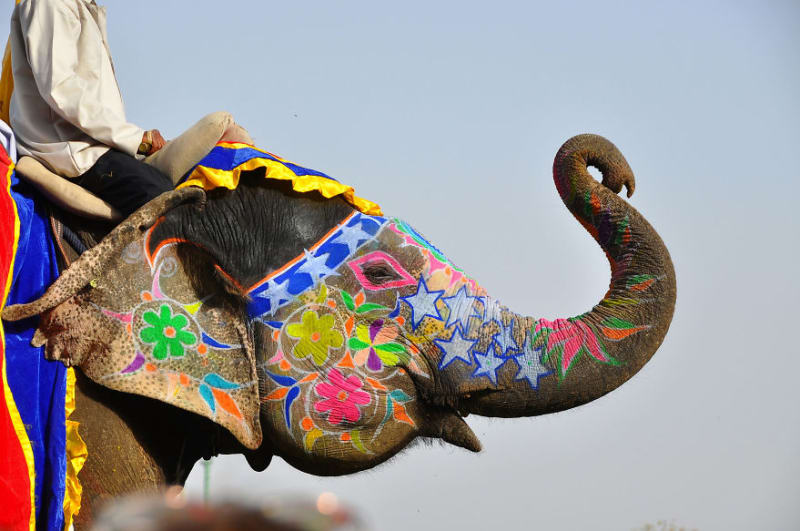 Jaipur Elephant Festival (Indie)