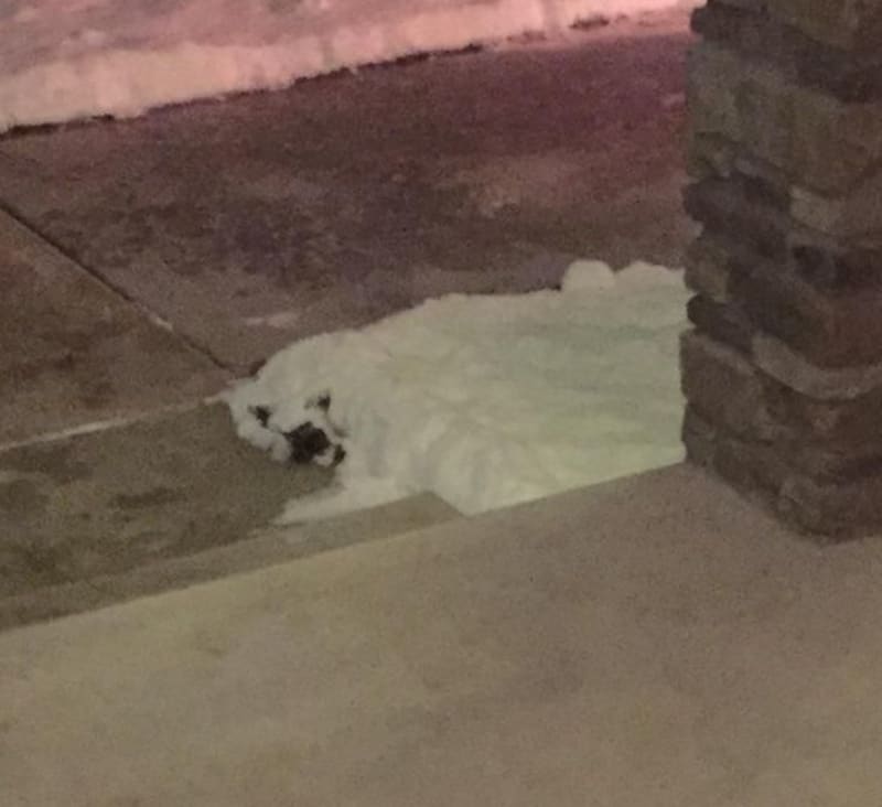 Sníh připomínající ležícího ledního medvěda.