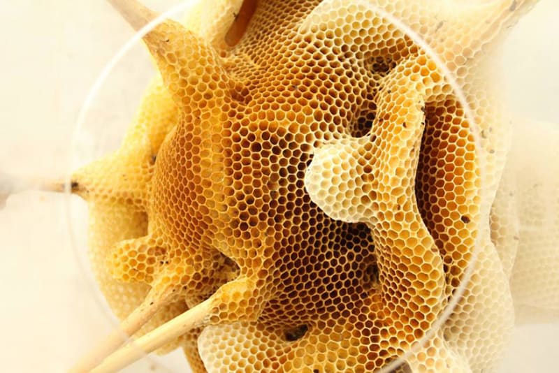 Spolupráce se včelami: Krásná umělecká díla z včelího vosku - Obrázek 6