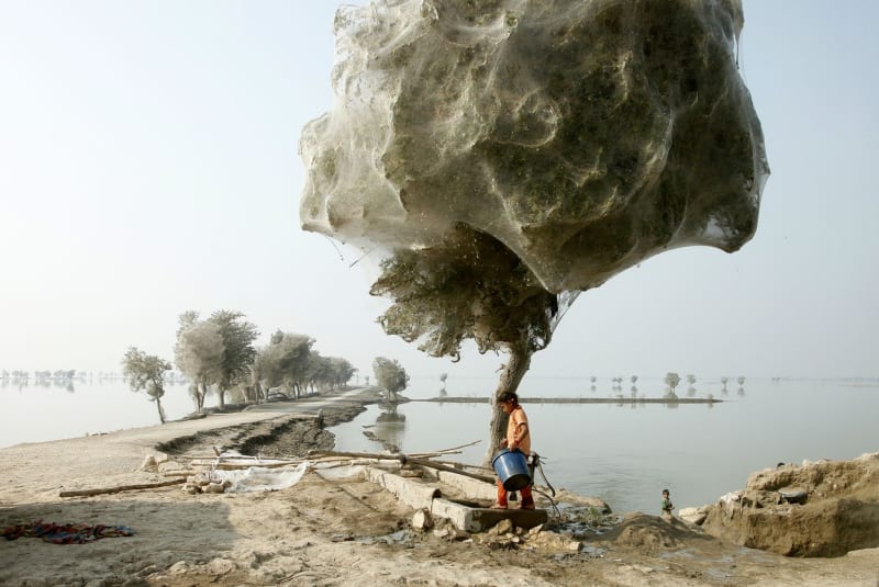 Nečekaný vedlejší účinek záplav v částech Pákistánu. Pavouci se před vodou schovali na stromy.
