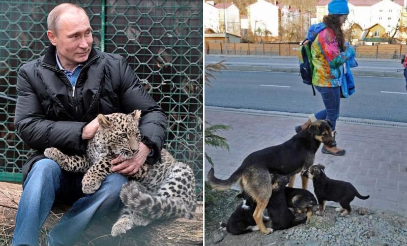 Ruský prezident Vladimír Putin se s velkou oblibou fotí s různými zvířaty
