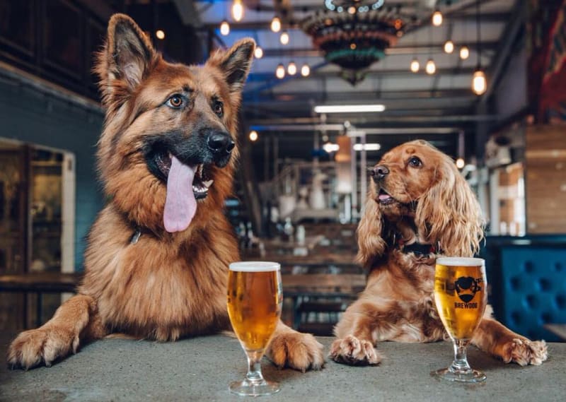 Skotský pivovar BrewDog dává týdenní volno všem zaměstnancům, kteří se ujmou psa