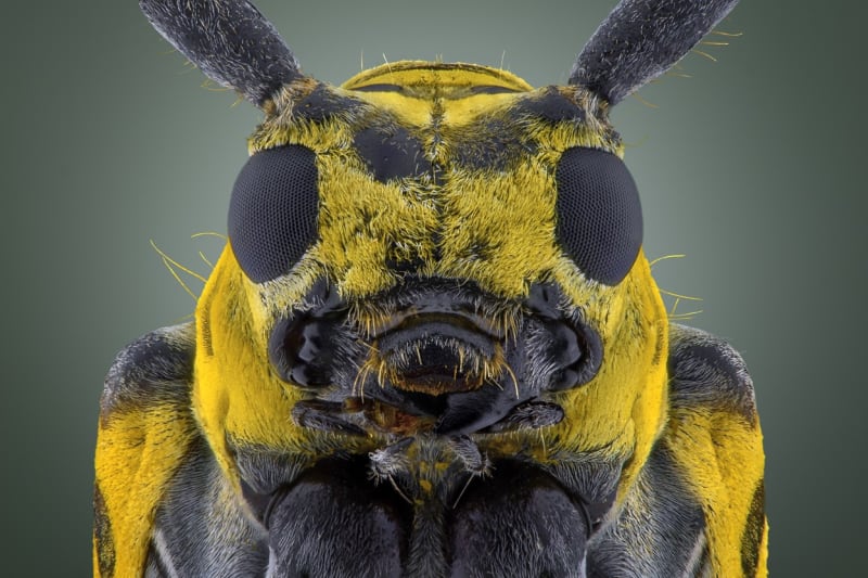 Makrofotografie ze života hmyzu - Obrázek 6