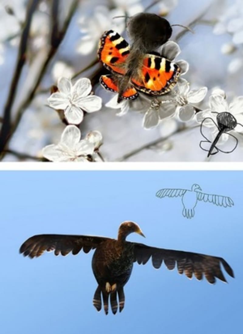 Motýl a pták podle Telmo Piepera