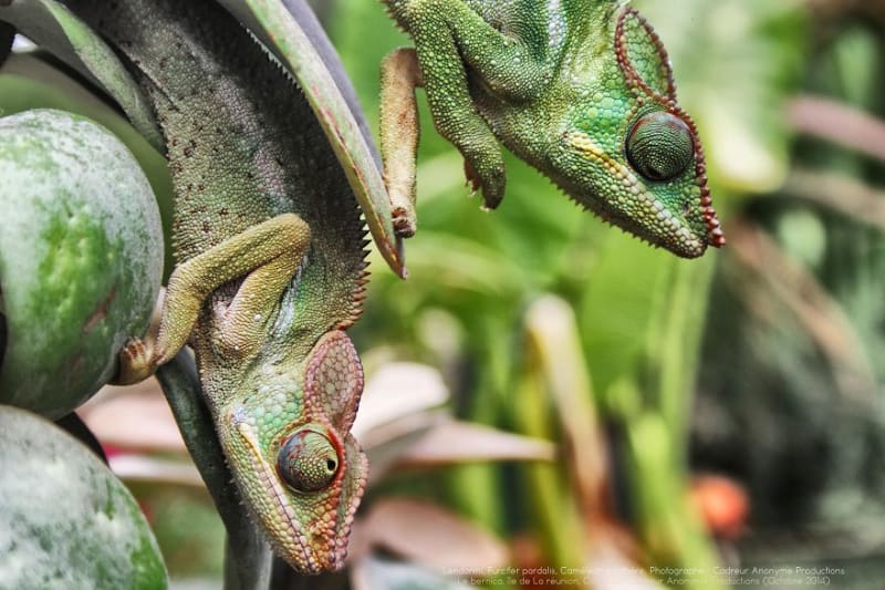Chameleon pardálí (Furcifer pardalis)... ještěr z Madagaskaru - Obrázek 14