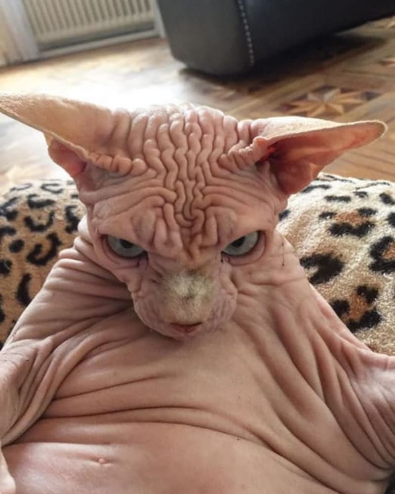 Objevil internet nejošklivější kočku na světě? 1