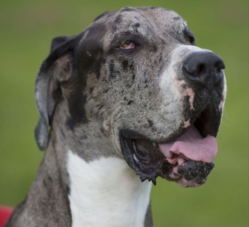 Major je aktuálně nejspíš největším psem na světě.