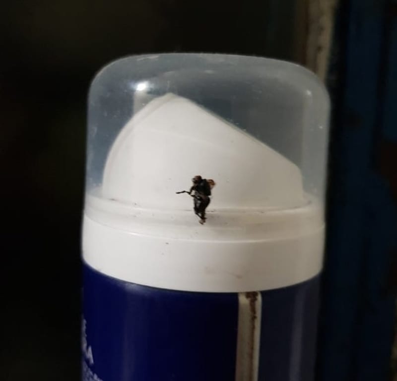 Mrtvá moucha vypadá jako voják s plamenometem