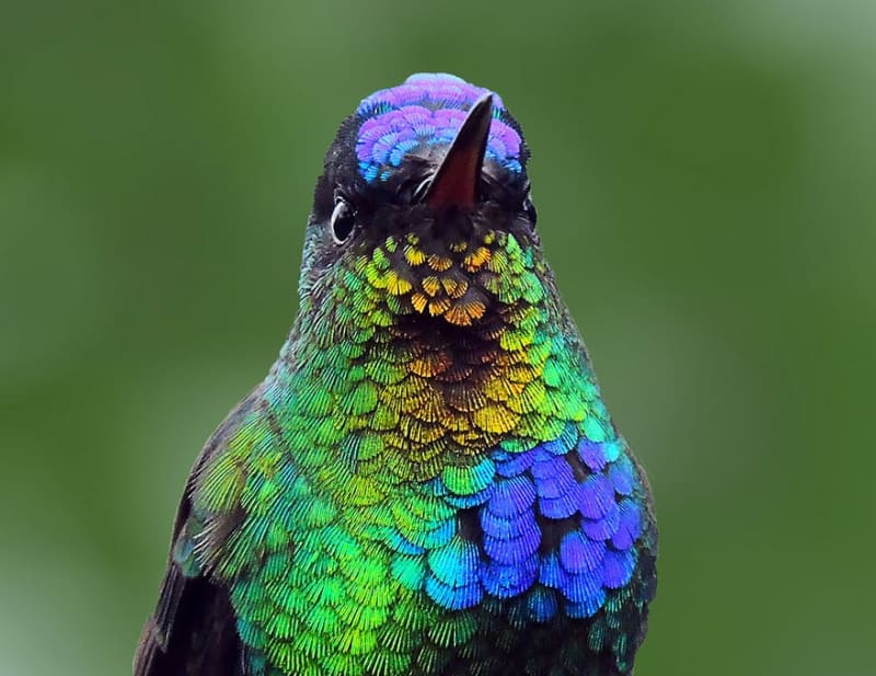 Kolibřík ohnivobradý (Panterpe insignis) Fiery-throated Hummingbird