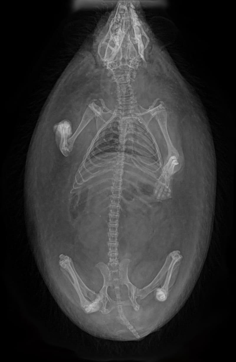 Tohle je rentgenový snímek mého ježka.