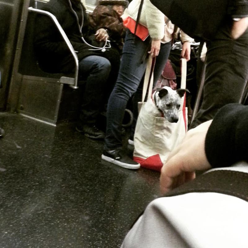 Pejskaři geniálně obešli zákaz psů v metru 8