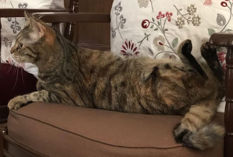 Leží kočka na zádech, nebo na břichu?