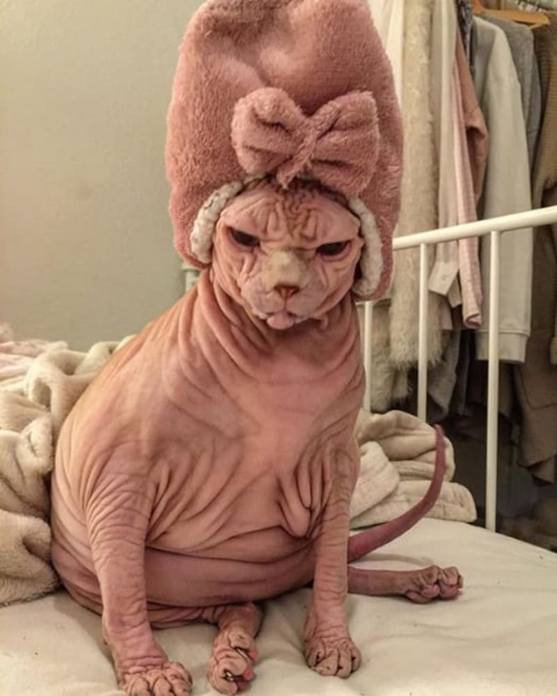 Objevil internet nejošklivější kočku na světě? 6
