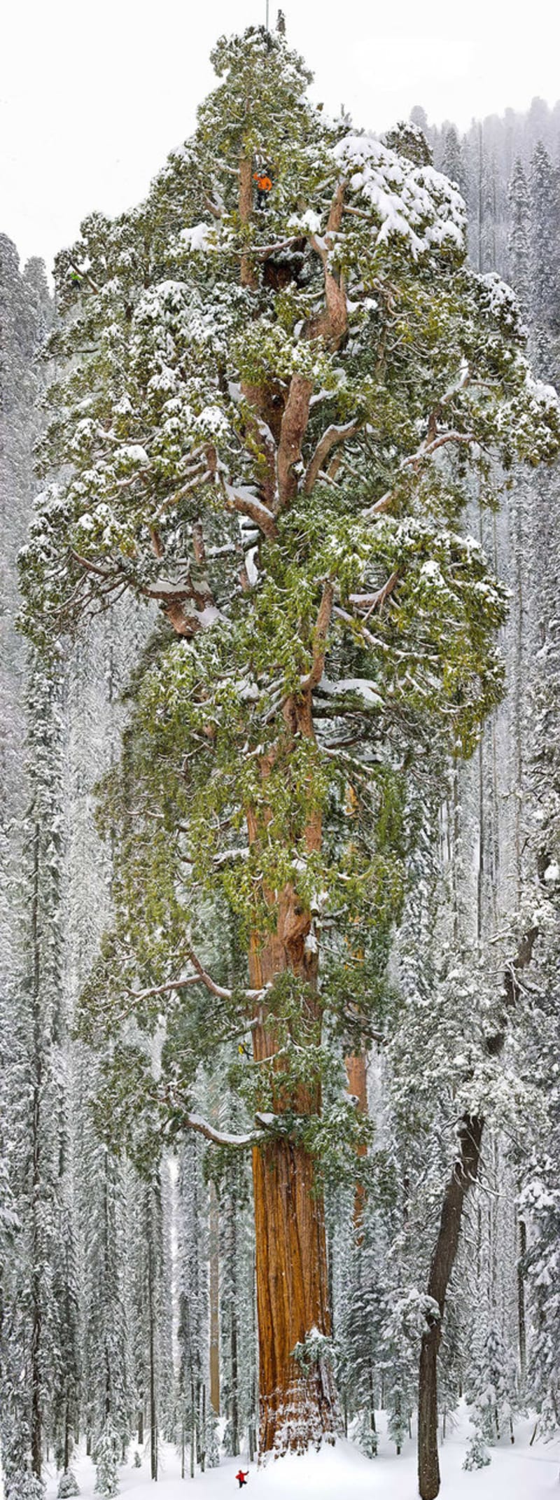 Velikán, který se nachází v národním parku Sequoia v Kalifornii je 241 stop (73 metrů) vysoký a má u země obvod 93 stop (28 metrů). Jedná se o třetí největší sekvojovec obrovský na světě