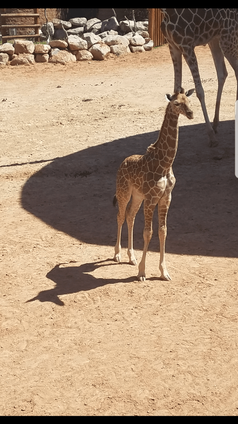 Každý má v sobě skrytého jednorožce – i tahle žirafa.