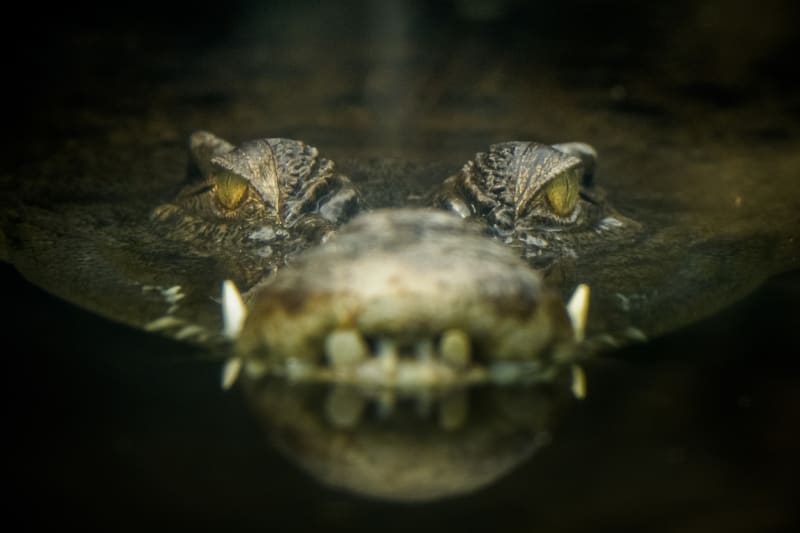 S krokodýly není sranda