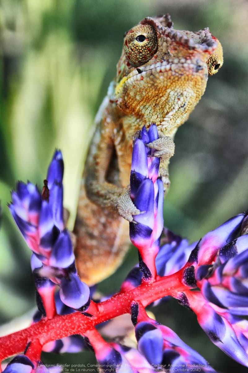 Chameleon pardálí (Furcifer pardalis)... ještěr z Madagaskaru - Obrázek 8