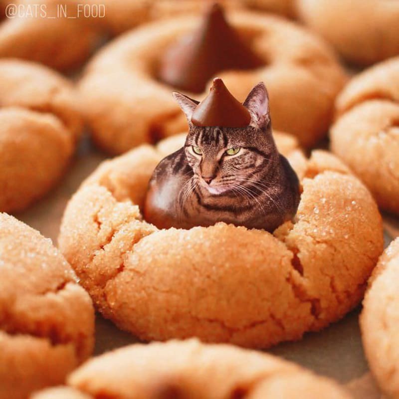 Cats in food 21