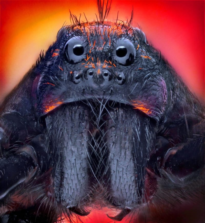 Tato detailní fotografie vypadá jako snímek z sci-fi filmu, ale ve skutečnosti se jedná o blízký pohled na neoblíbené pavouky.