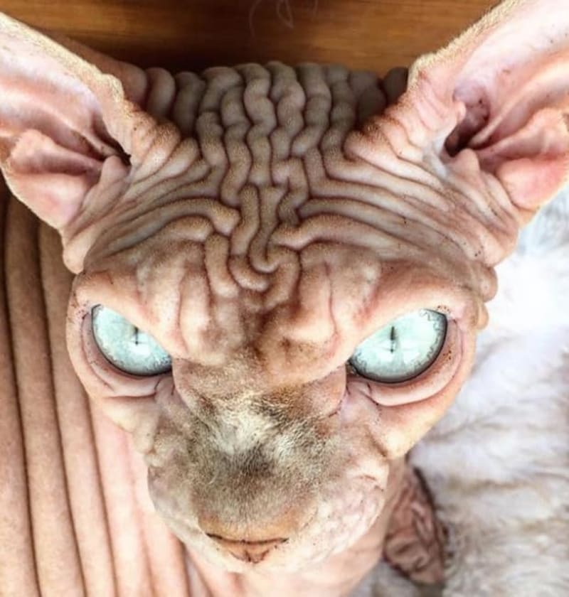 Objevil internet nejošklivější kočku na světě? 7