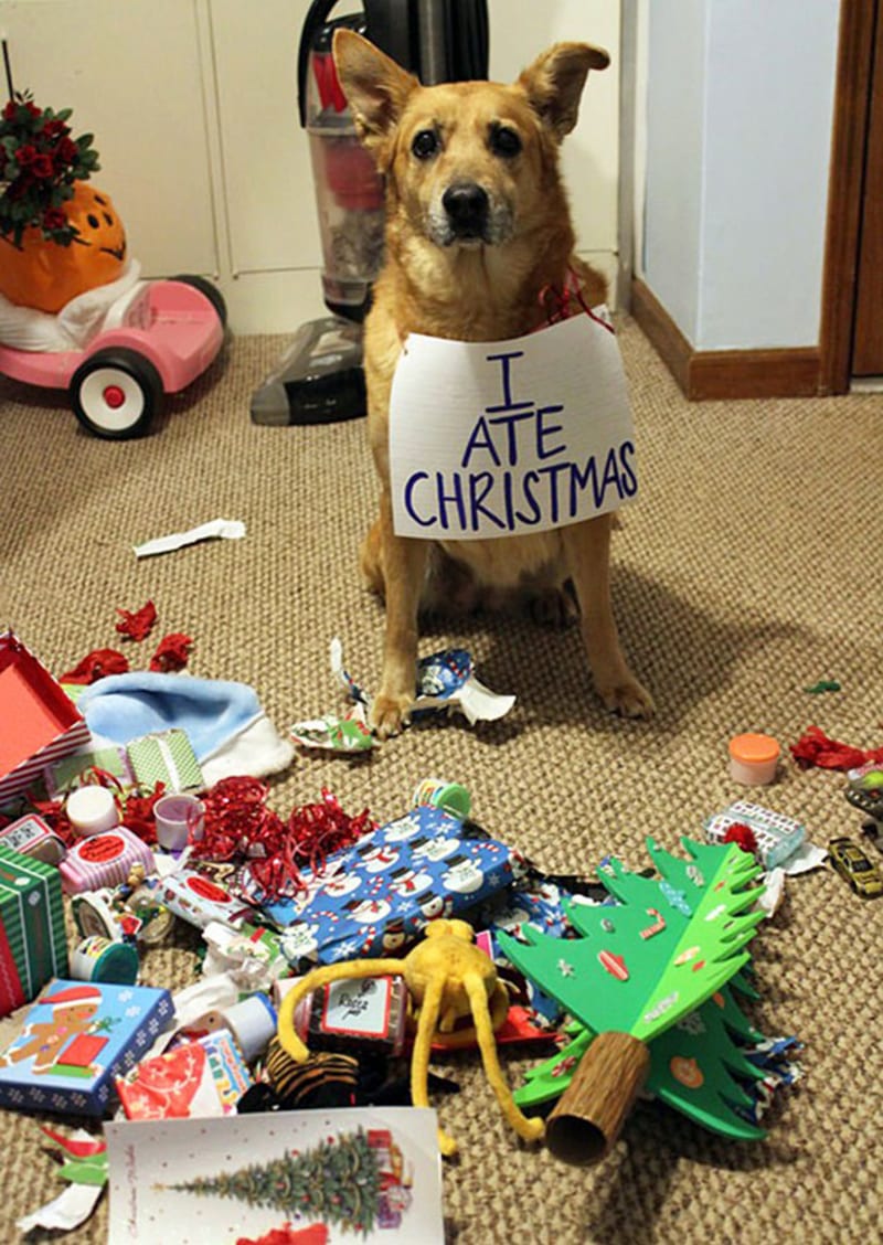 Zvířata ničí vánoční stromeček 7