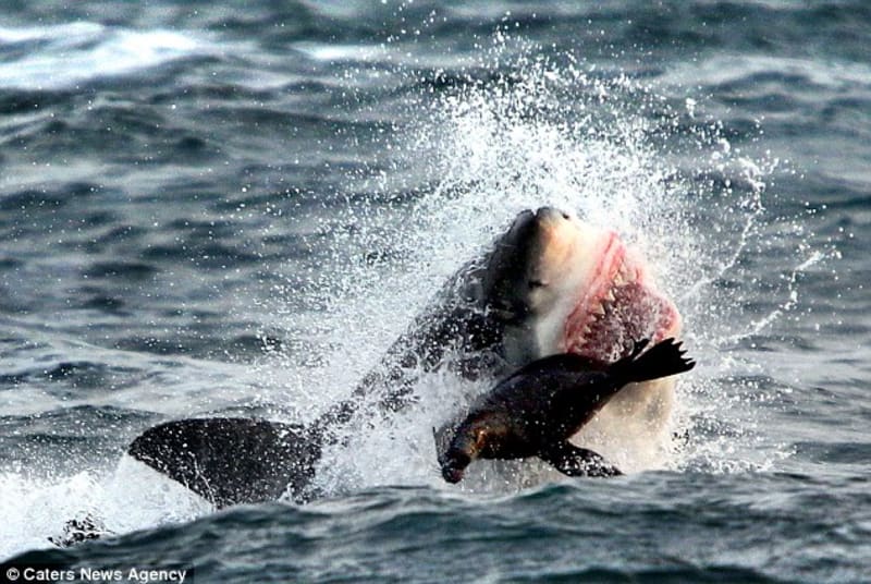 Neuvěřitelná fotka! Tuleň o fous vyklouzl žralovovi z čelistí. Kus masa mu ale stejně vytrhl - Obrázek 2