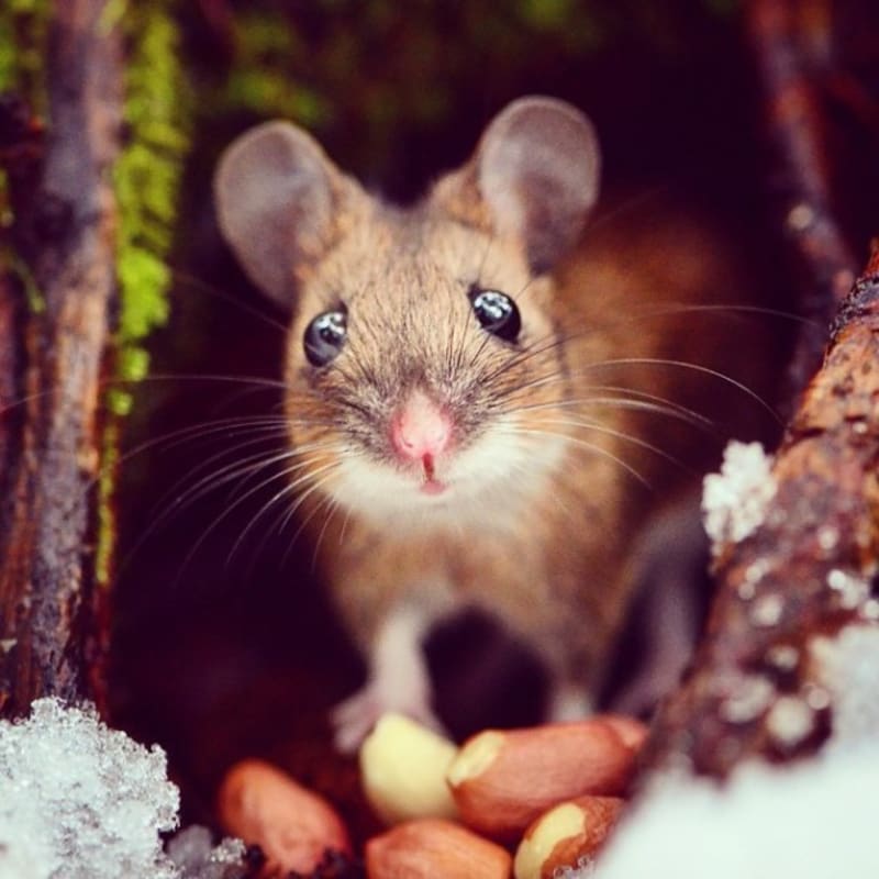 Finský fotograf a lesní zvířata... Rozkošné snímky z volné přírody... - Obrázek 6