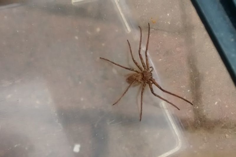Je tohle nejděsivější pavouk světa?