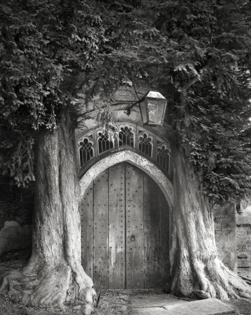 Ty nejstarší stromy na světě zachytila fotografka Beth Moon - Obrázek 6