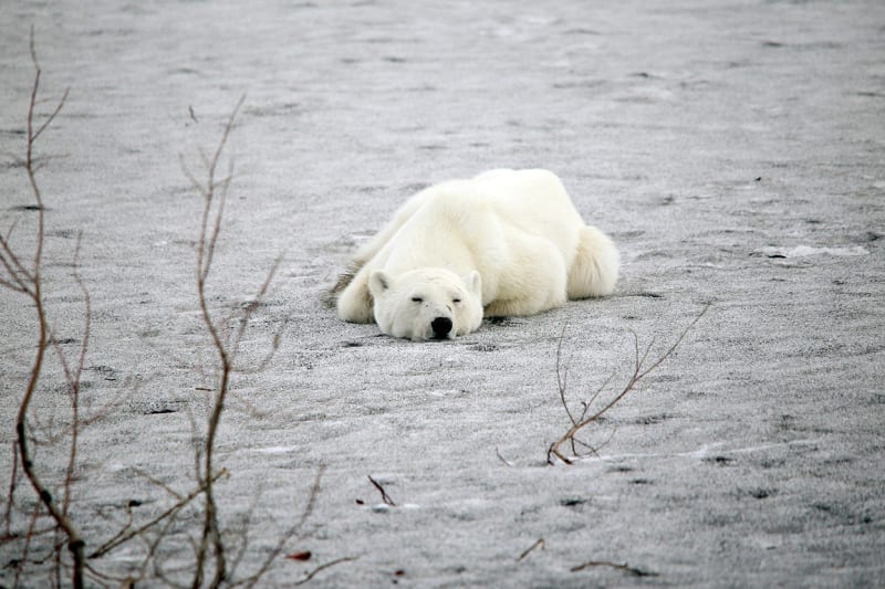 V průmyslové oblasti na Sibiři se pohyboval lední medvěd 1