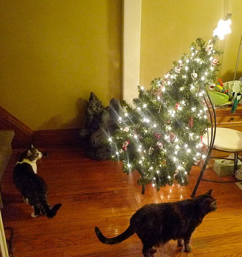 Zvířata ničí vánoční stromeček 14