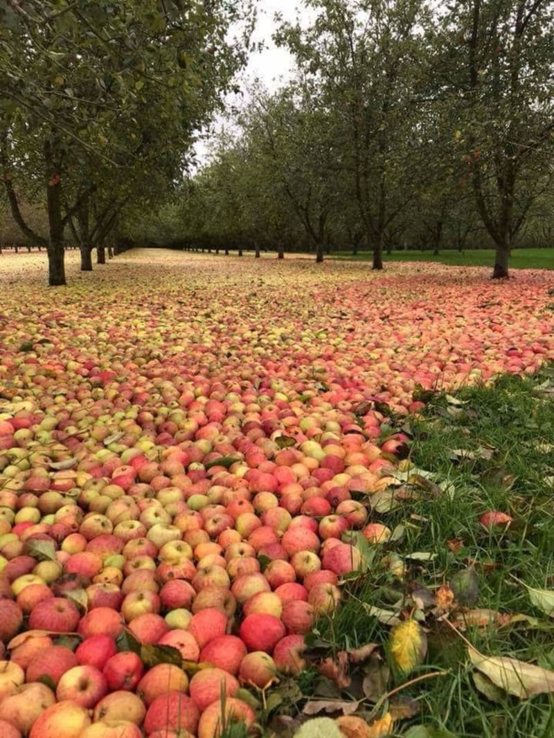 Opadaná jablka po hurikánu Ophelia v Irsku