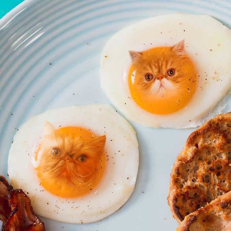 Cats in food 13