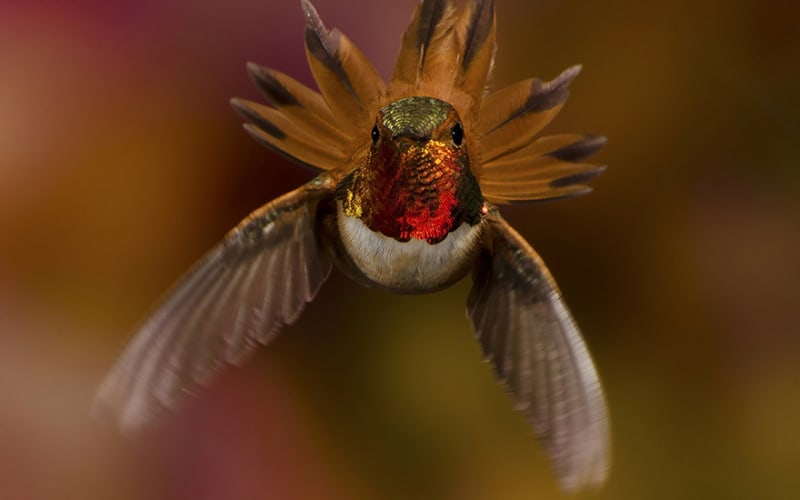Kolibřík rezavoocasý (Amazilia tzacatl) Rufous-tailed Hummingbird