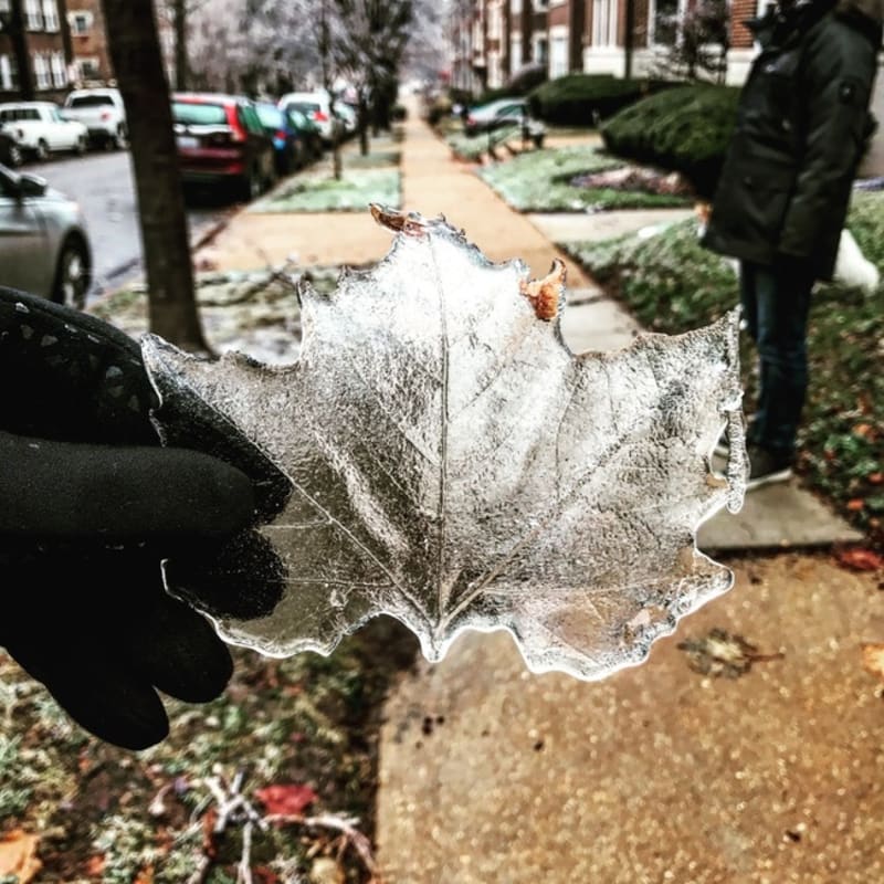 Zmrzlý list po ledové bouři v St. Louis