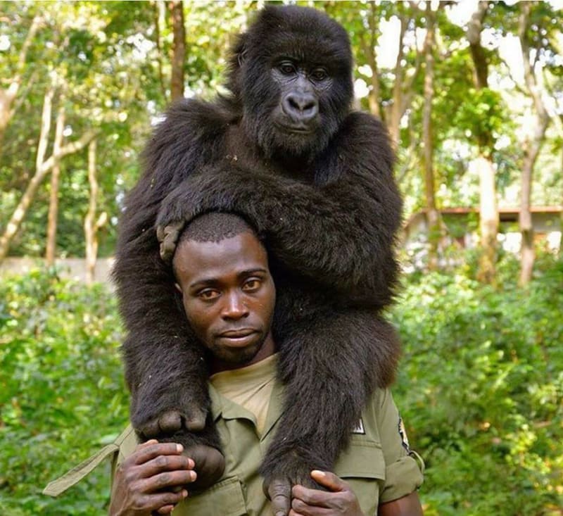 Gorily si udělaly selfie se strážci parku 1