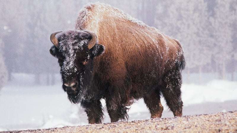 Indiáni v zimě ulovili přes 1 100 bizonů. Umožnila jim to speciální yellowstonská dohoda