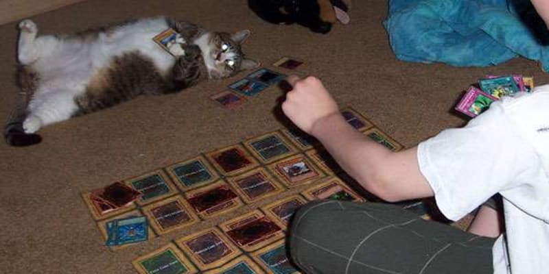 Když s vámi hraje karty jen vaše kočka.