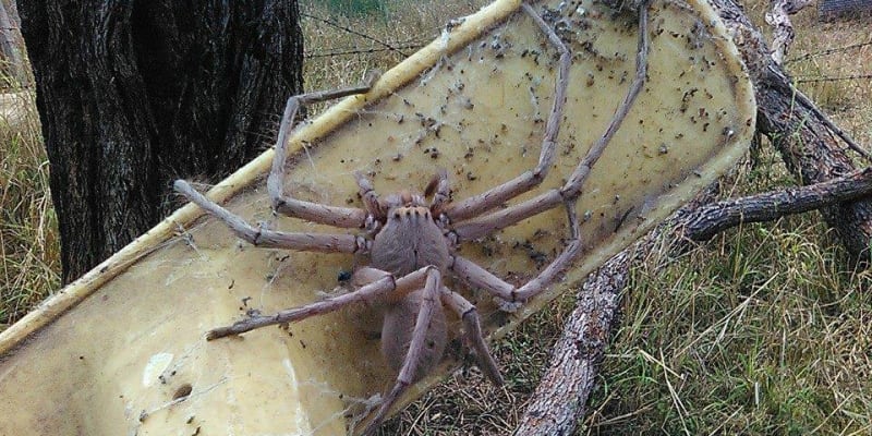 Je tohle největší pavouk světa?