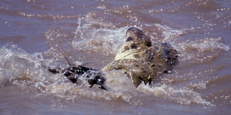 Útok krokodýla v Malajsii