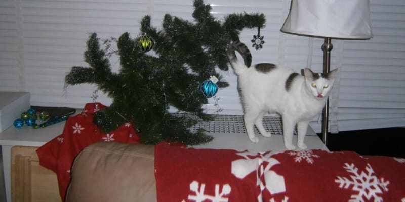Kočky mají an Vánoce vlastní názor
