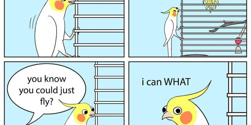 Ilustrace ze života papouška.