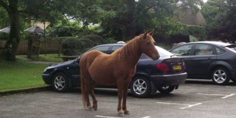 Zaparkovaný kůň?