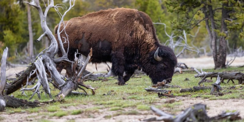 V Yellostonu žije ve dvou oddělených skupinách necelých 6000 bizonů