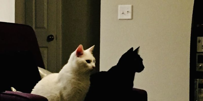Černá kočka vypadá jako stín kočky bílé