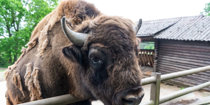 V zajetí dnes žije na 400 000 bizonů